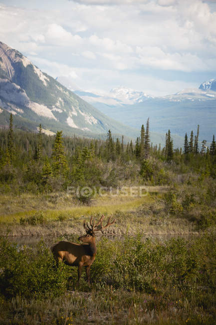 Elk beside river with the mountains — Stock Photo