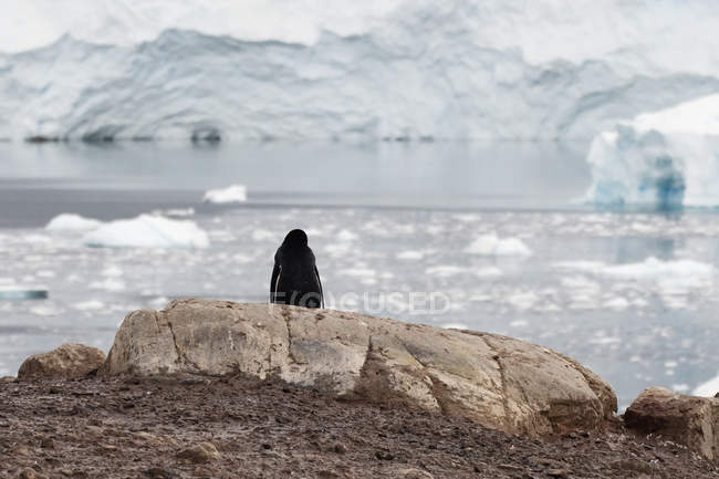 Pingüino gentoo sentado en la roca - foto de stock