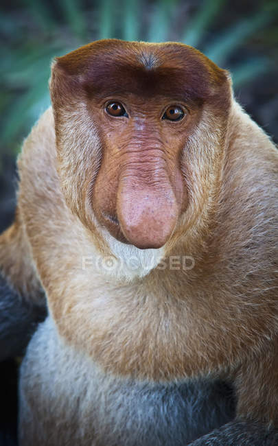 Mono de probóscis mirando a la cámara - foto de stock