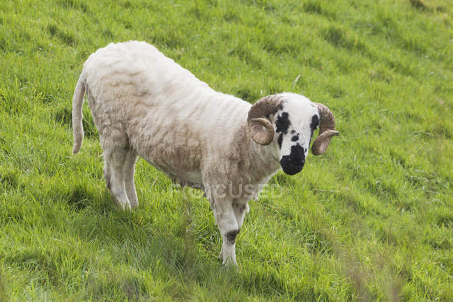 Black faced sheep in grass — Stock Photo