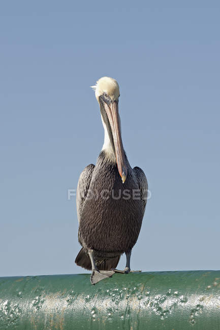 Пеликан сидит на трубе — стоковое фото