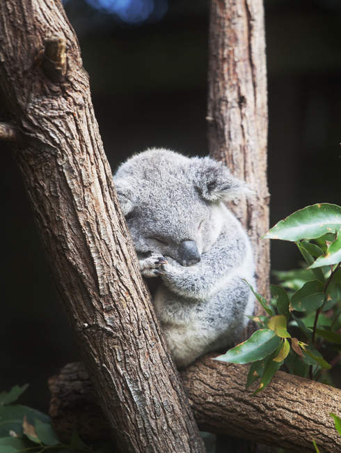 Koala sleeping on tree — Stock Photo