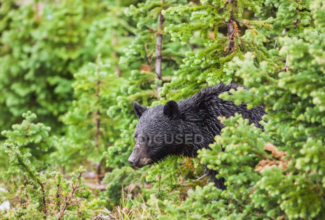 Urso negro selvagem — Fotografia de Stock