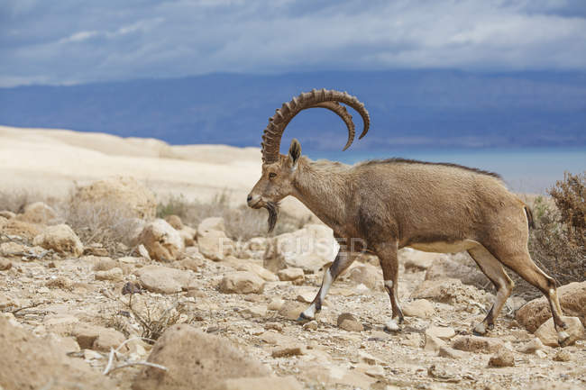 Ibex andando em solo rochoso — Fotografia de Stock