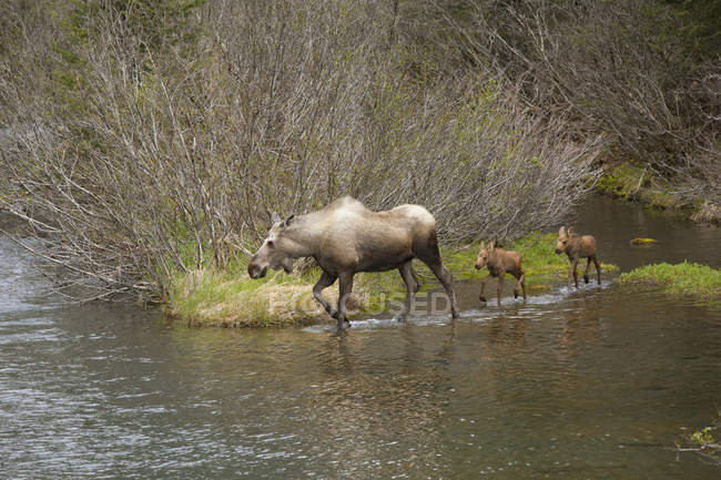 Cow Moose Leads Her Twin Moose Calves — Stock Photo