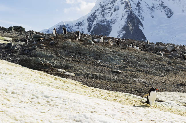 Pinguins gentoo na encosta — Fotografia de Stock