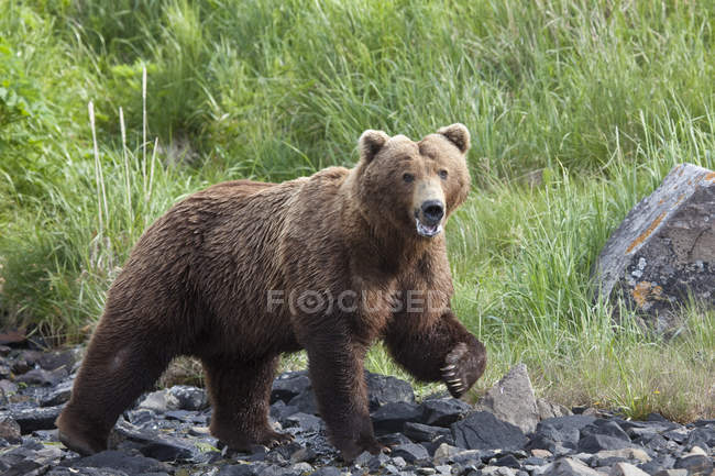 Grizzly Walking On A Rocky Beach — Stock Photo