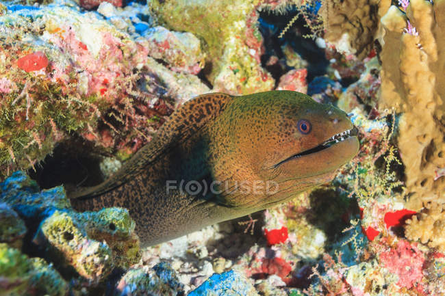 Green moray eel — Stock Photo