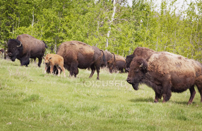 Равнинные бизоны, стоящие на траве — стоковое фото