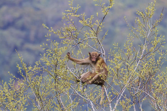 Assamese Macaque al aire libre - foto de stock
