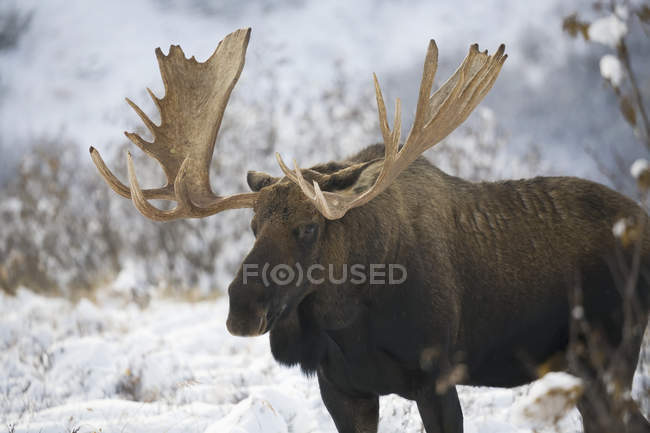 Bull moose in mountains — Stock Photo