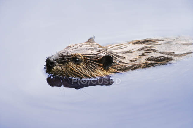 Бобёр плавает в воде — стоковое фото