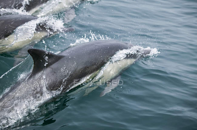 Dauphins sauvages nageant sur l'eau — Photo de stock