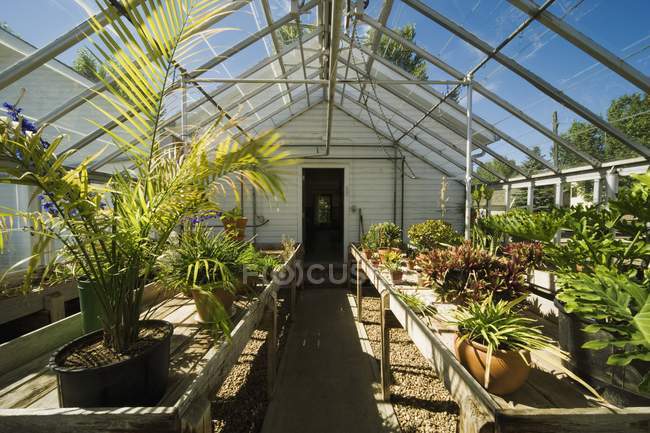Vista interior Invernadero - foto de stock