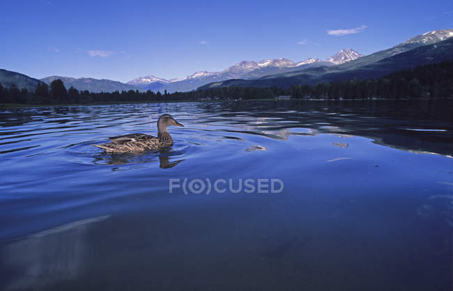 Anatra galleggia nell'acqua del lago — Foto stock
