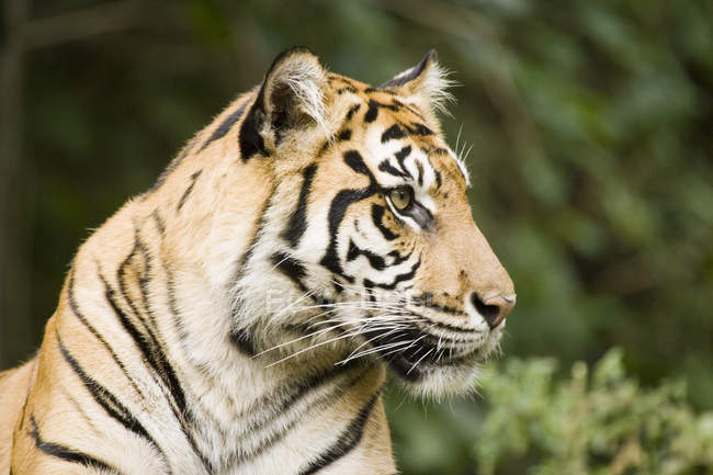 Сибирский тигр смотрит в сторону — стоковое фото