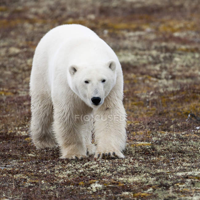 Белый медведь ходит по тундре — стоковое фото