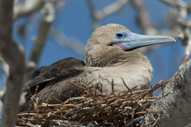 Red-Footed Booby — Stock Photo