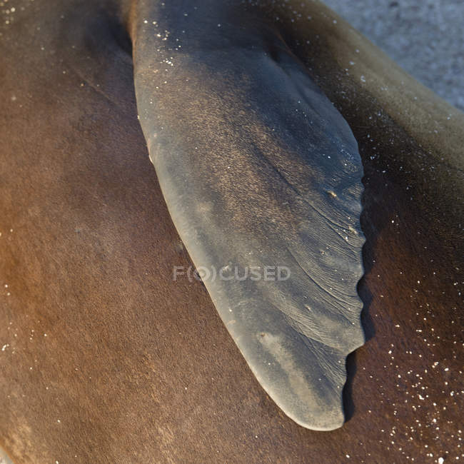 Barbatana de foca de pele — Fotografia de Stock