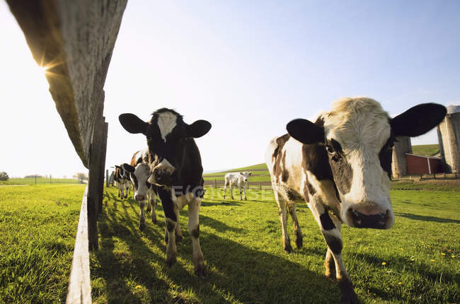 Vacas em um campo em pé ao longo da cerca — Fotografia de Stock