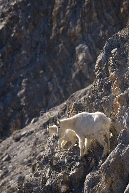 Mountain Goats On Rock Ledge — Stock Photo