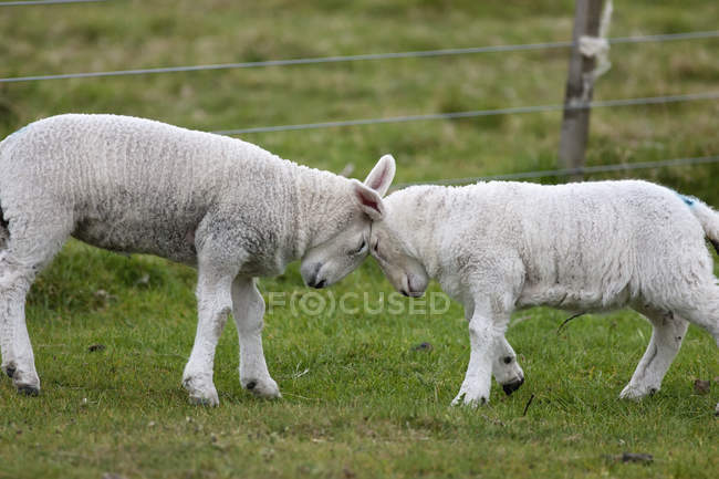 Deux moutons vont tête à tête — Photo de stock