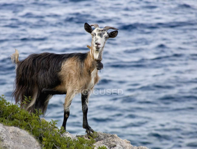 La chèvre se tient au bord de l'eau — Photo de stock