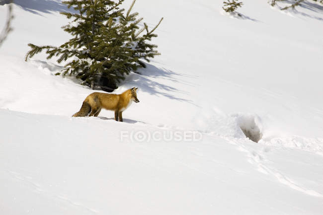 Fox sulla collina innevata — Foto stock