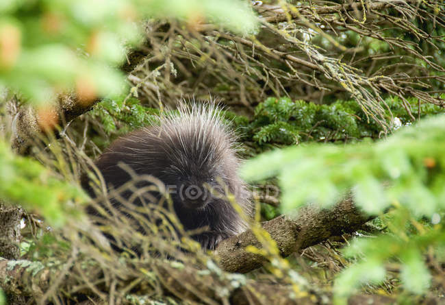 Porcupine Hiding In Tree — Stock Photo