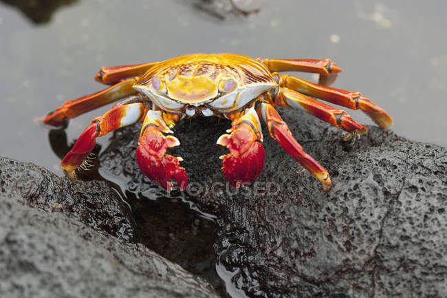 Crabe des pieds légers (Grapsus Grapsus) ; Galapagos, Équateur — Photo de stock