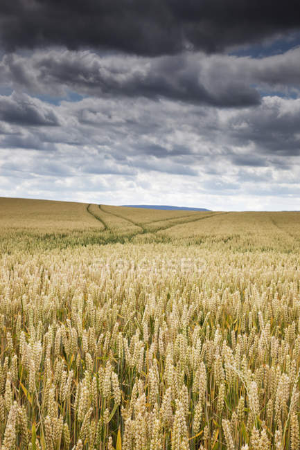 Пшеничне поле під хмарами — стокове фото