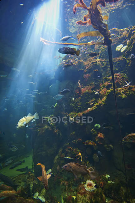 Fish swimming in water — Stock Photo