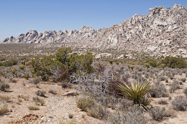 Montagne del deserto del Mojave National Preserve — Foto stock