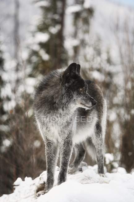 Coyote in piedi sulla neve — Foto stock