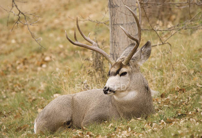 Mule Deer Buck — Stock Photo
