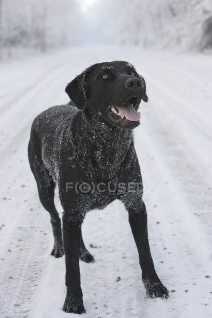 Чорний собака на дорозі — стокове фото