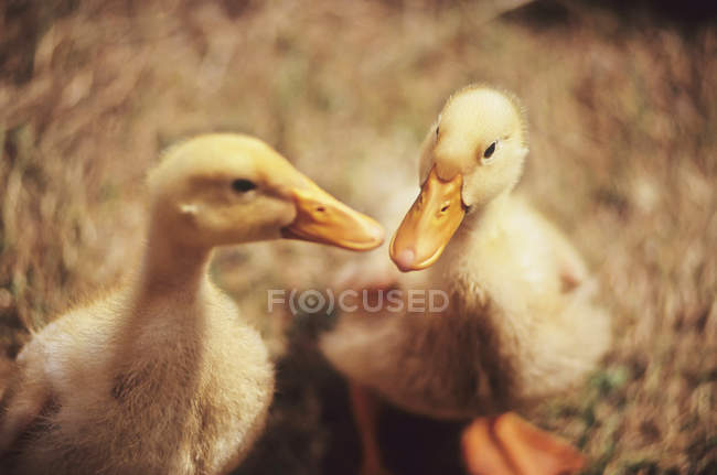 Ducklings Close Up — Stock Photo