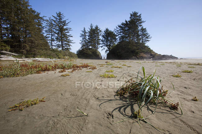 Playa larga en el borde del Pacífico - foto de stock