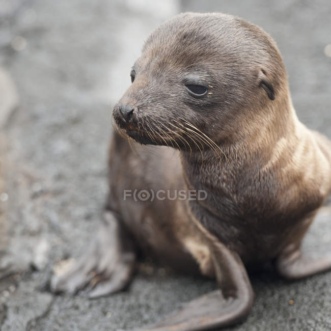 Sea Lion Pup assis sur le sol — Photo de stock