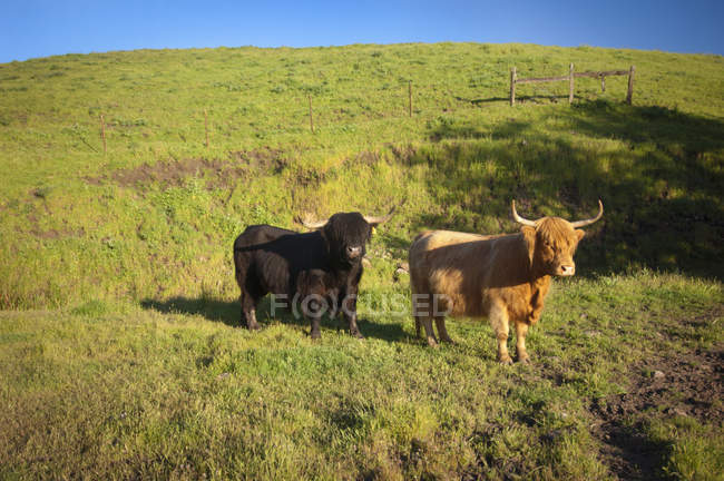 Два спадщини корів — стокове фото