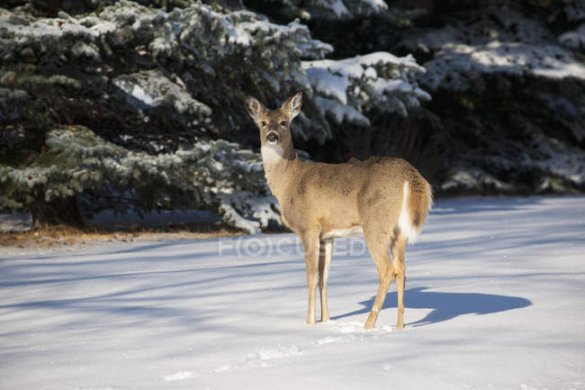 Ciervo joven en nieve - foto de stock