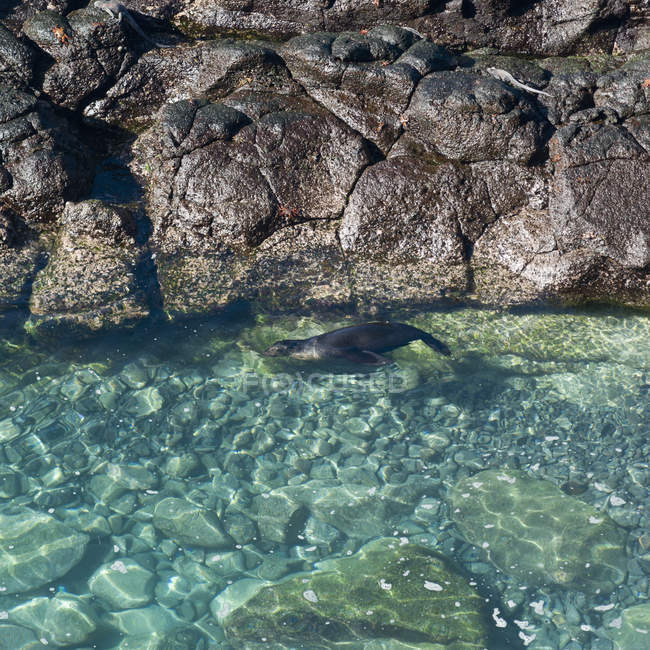 Морський лев плавання — стокове фото