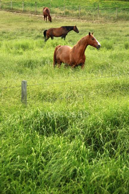 Cavalos em grama alta — Fotografia de Stock