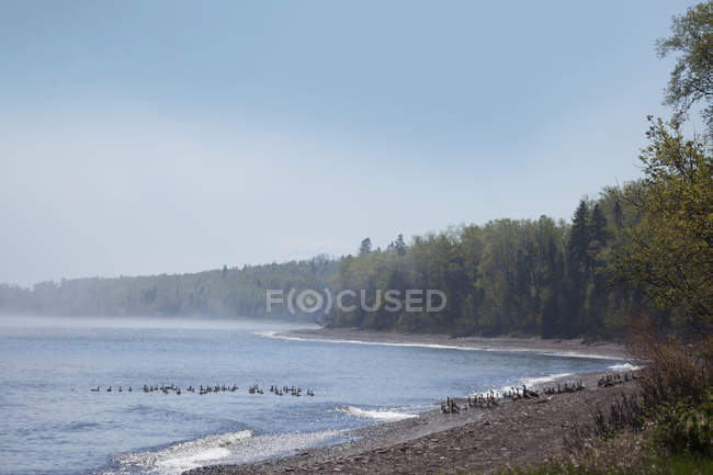 Manada de gansos de Canadá - foto de stock
