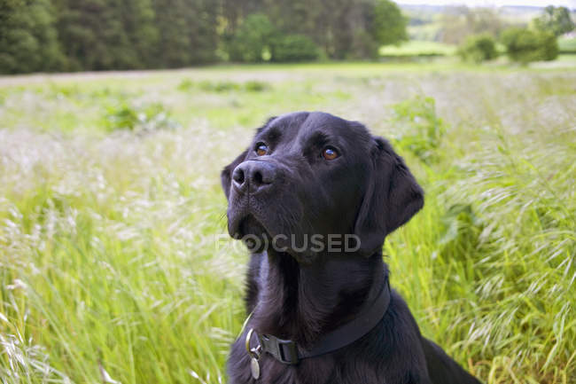 Black Labrador Retriever em grama longa — Fotografia de Stock