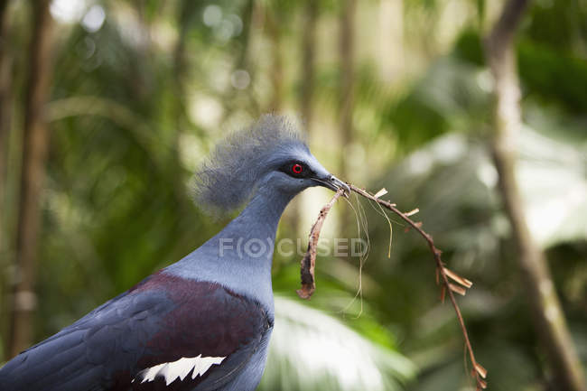 Vogel sammelt Nest — Stockfoto