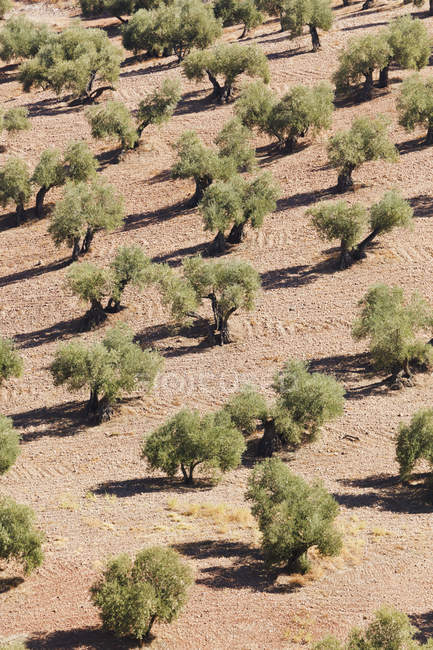 Olivenbäume; Montoro, Provinz Cordoba, Andalusien, Spanien — Stockfoto