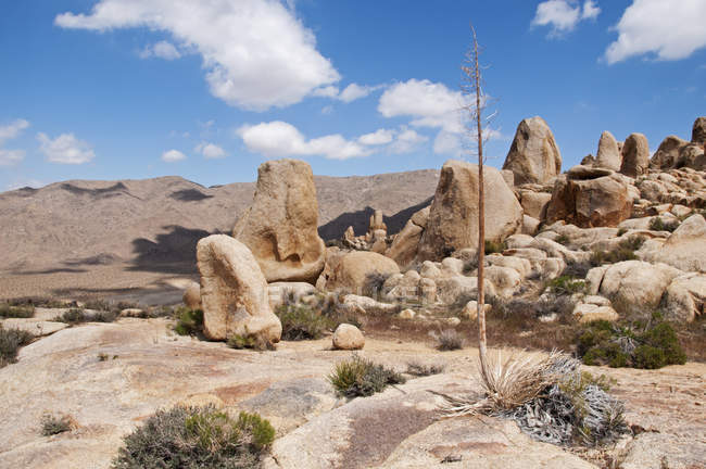 Lone Century pianta in una catena montuosa rocciosa — Foto stock