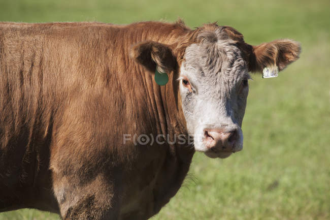 Primer plano de una vaca en el campo - foto de stock