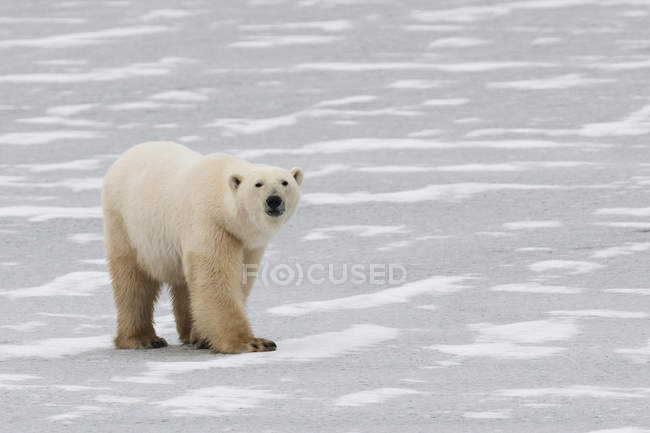 Oso polar en la nieve - foto de stock